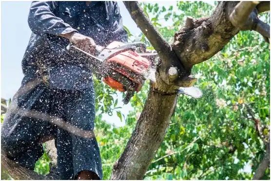 tree services Abbotsford